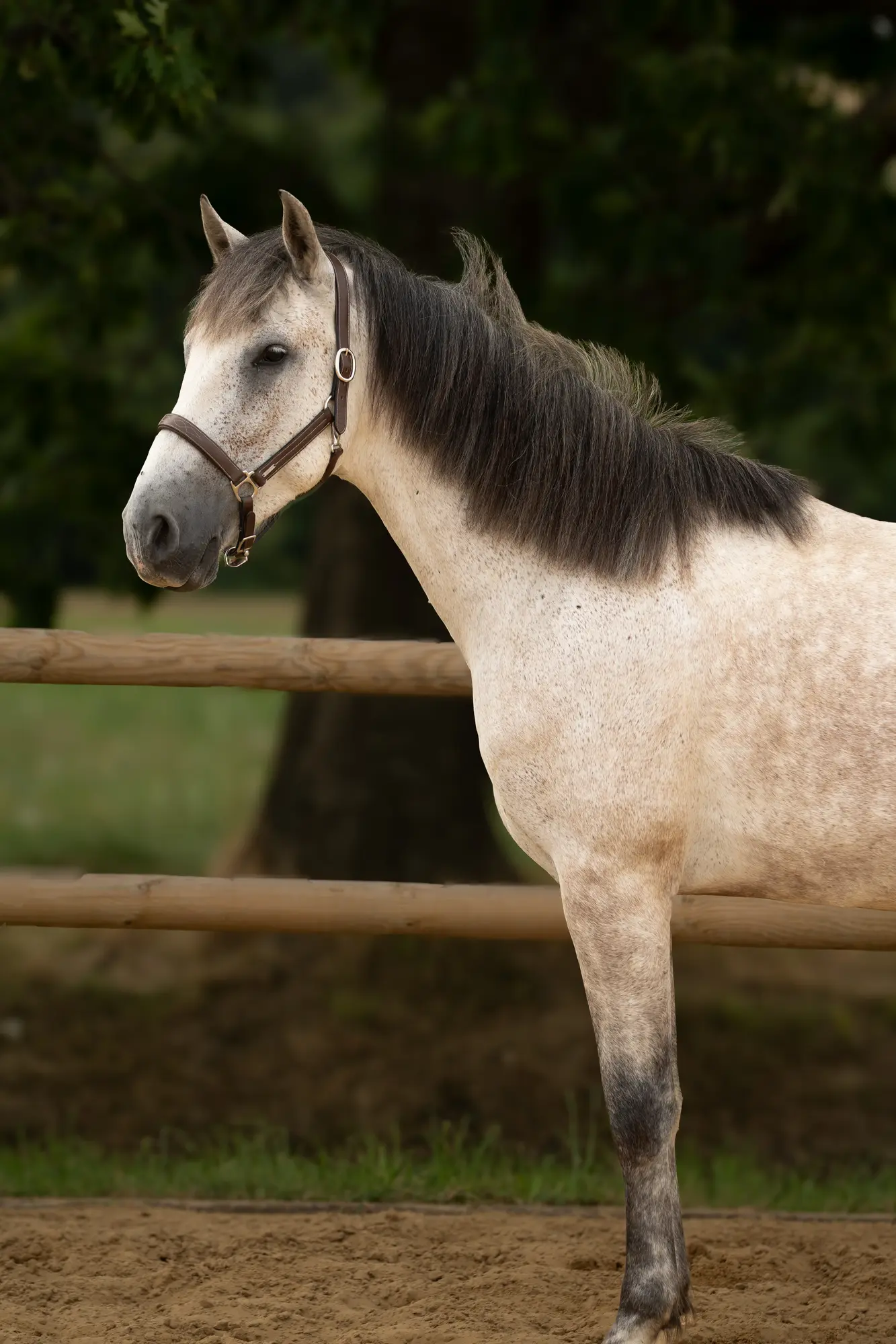 Stage vacances poney à l'Écurie de Bàn