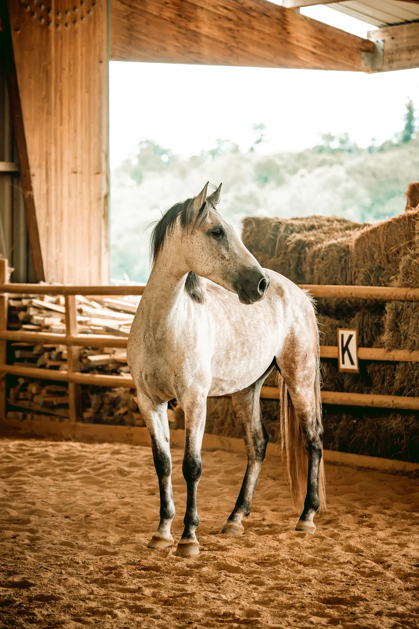 Cheval en box à l'Écurie de Bàn